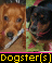 Dogster(s)